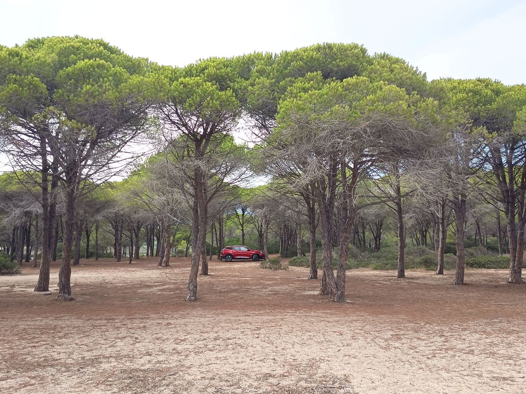 Spiaggia di Su Barone-奥罗塞必去景点