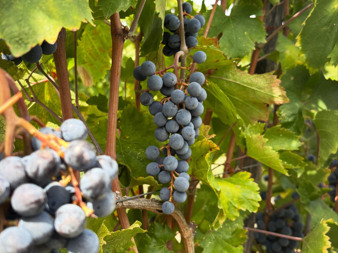 Cantine Olivella-Sant'Anastasia必去景点