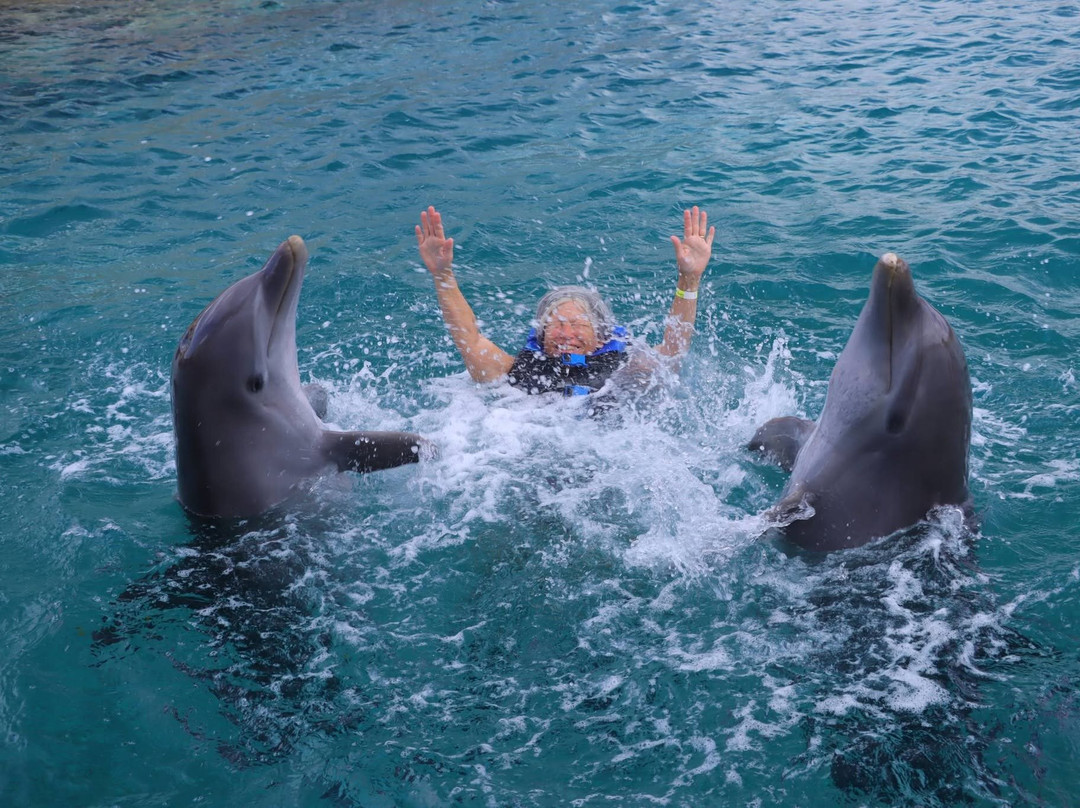 Dolphin Academy Curacao-威廉斯塔德必去景点