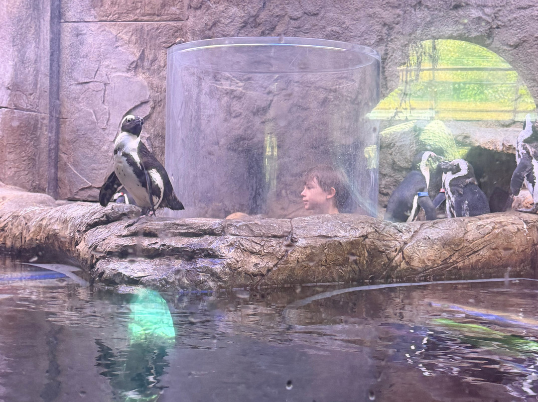 莱利大烟山水族馆-盖林柏格必去景点