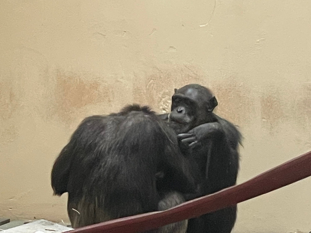 Monkey World-韦勒姆必去景点