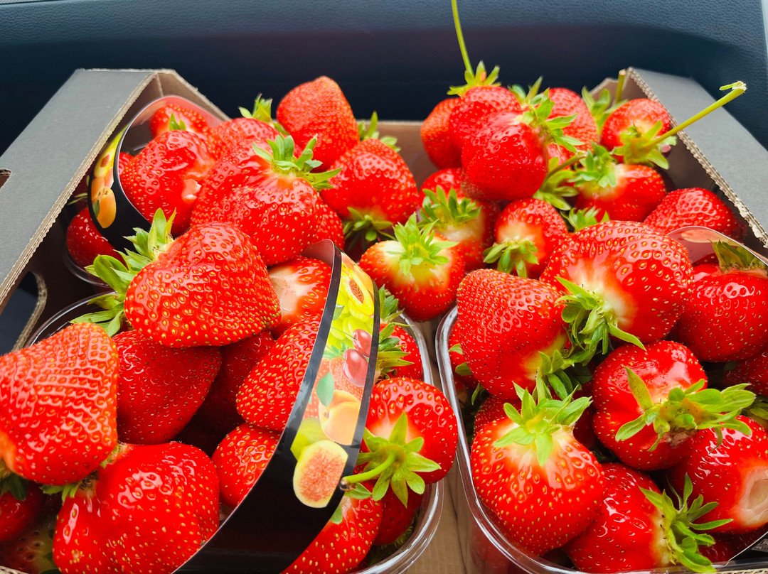 Wester Hardmuir Fruit Farm-奈恩必去景点