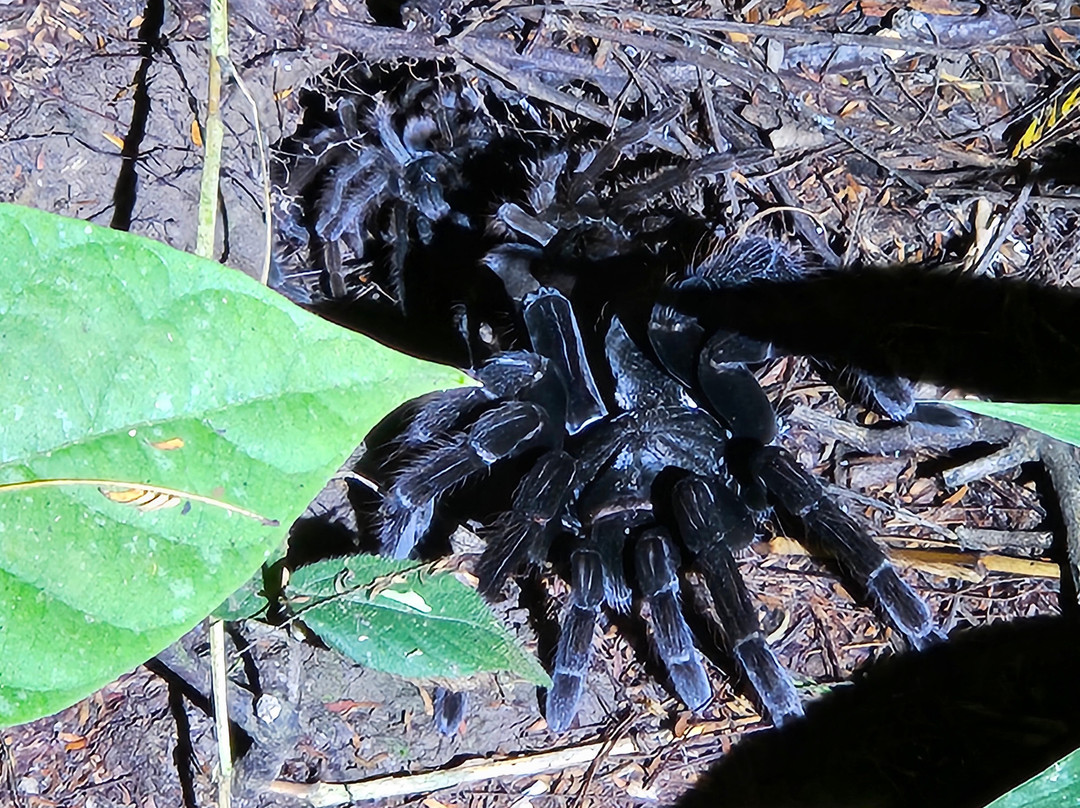 Tambopata Wild-Tambopata National Reserve必去景点
