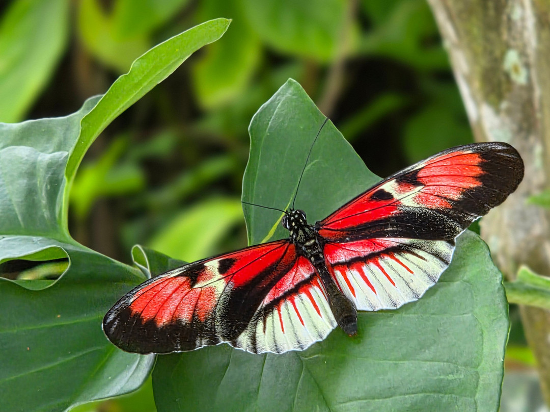 Butterfly World-Coconut Creek必去景点