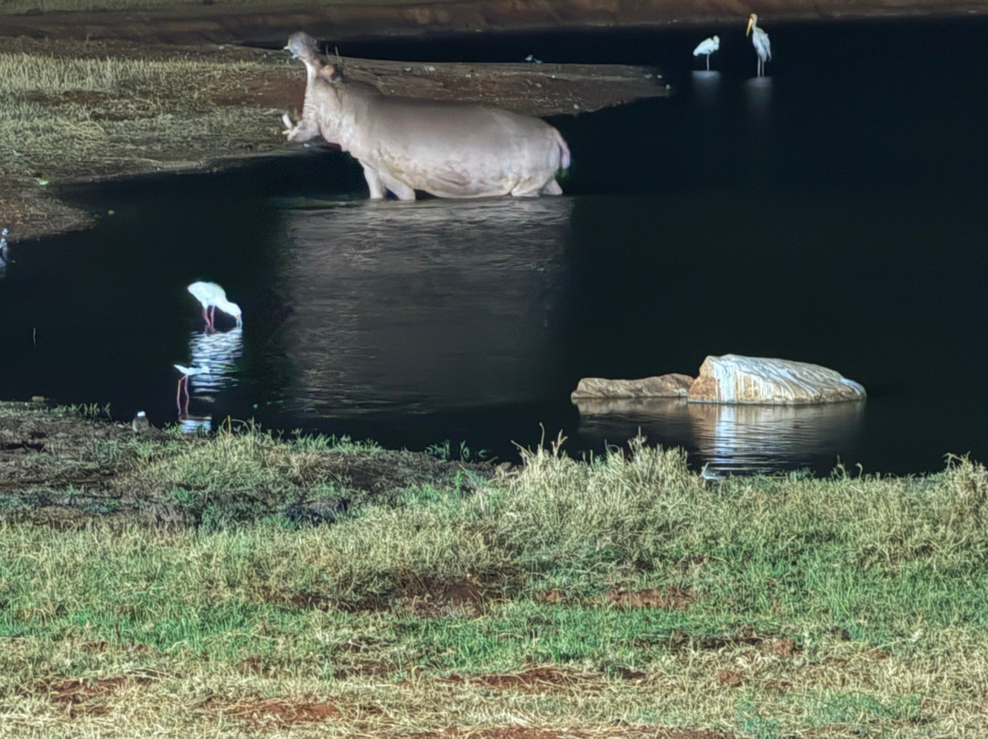 Safari In Kenya Con Samba-瓦塔木必去景点