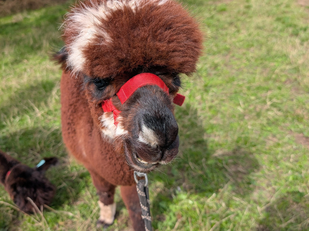 Charnwood Forest Alpacas-Boundary必去景点