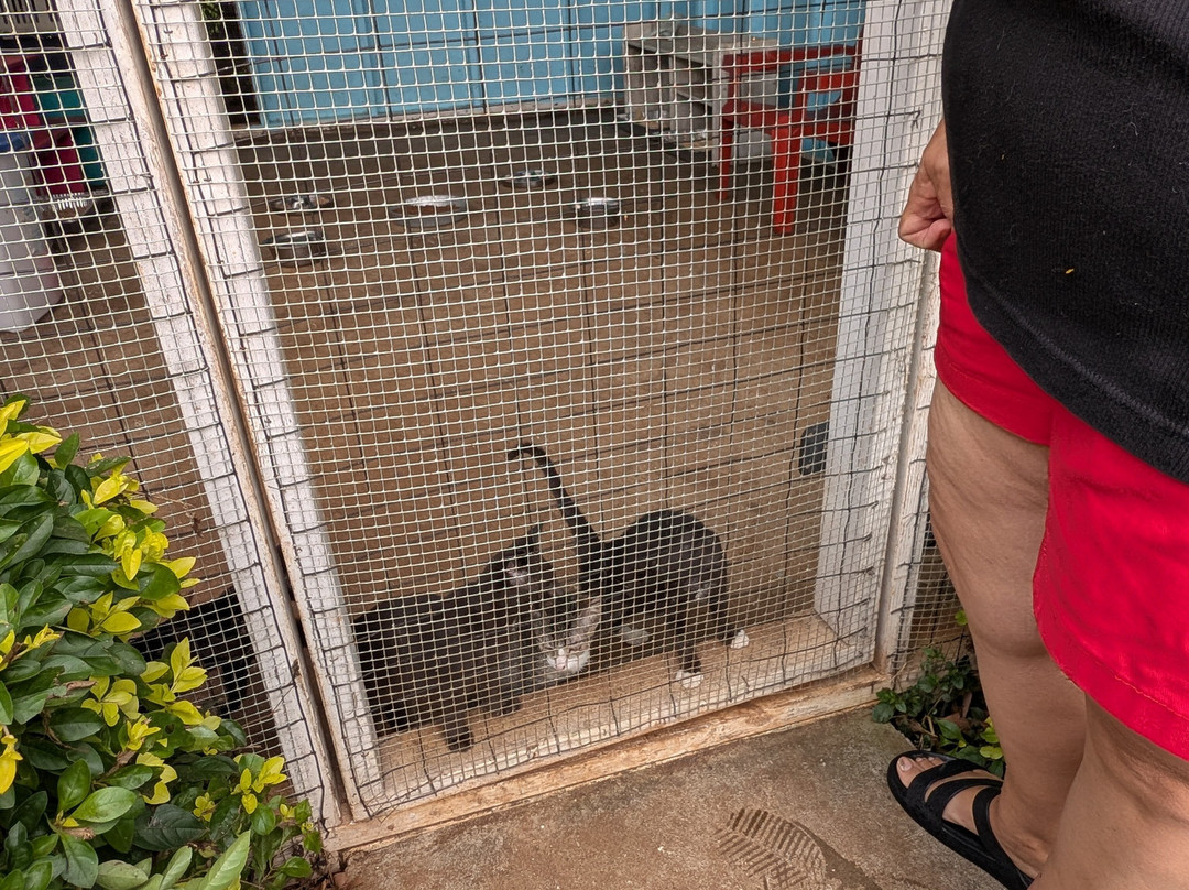 Surf Cat Ranch - Maui Cat Sanctuary-海库必去景点