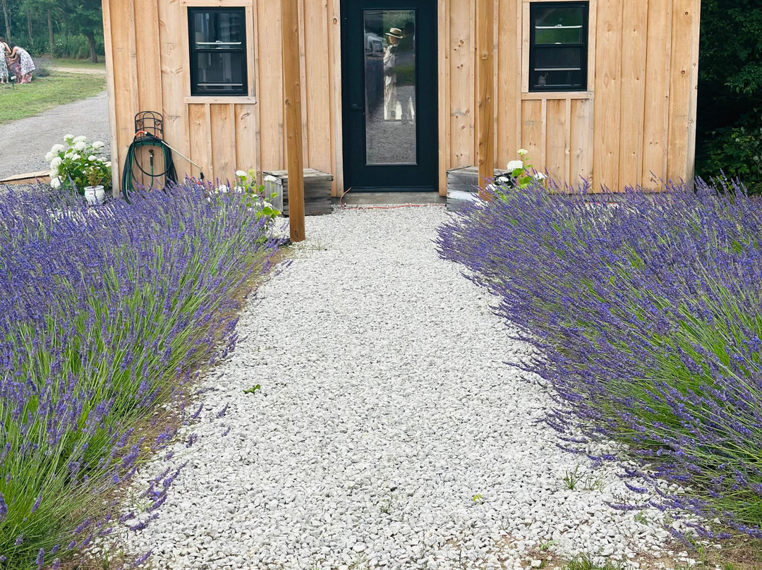 Lavender Valley Farm-Cookstown必去景点