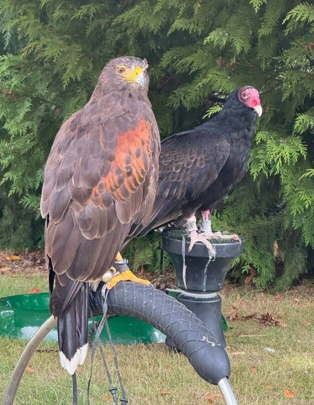 Millets Farm Falconry Centre-弗里福德希斯必去景点
