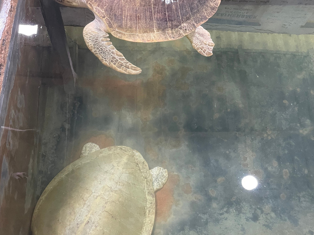 Sea Turtle Farm and Hatchery - Habaraduwa-哈巴拉杜瓦必去景点