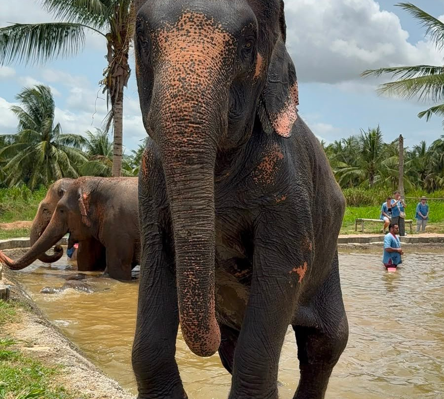 Living Green Elephant Sanctuary-清迈必去景点