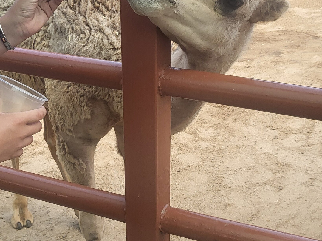 Camel Park Sunny Beach-拉夫达必去景点