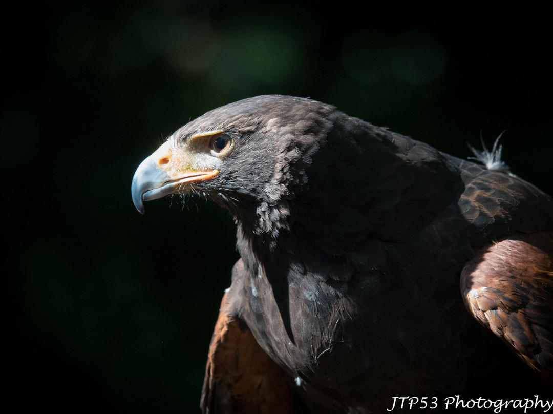 Loch Lomond Bird Of Prey Centre-Balloch必去景点