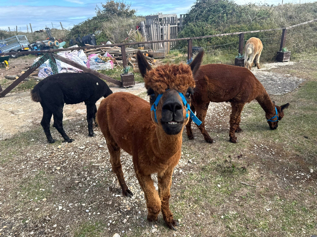 Portland Alpaca Trekking-Weston必去景点