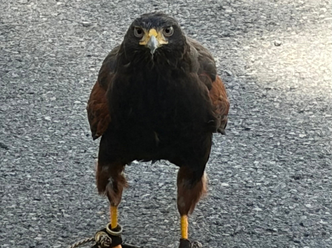 The Greenbrier Falconry-White Sulphur Springs必去景点