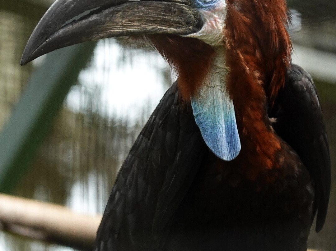 Chase Animal Sanctuary-Webster必去景点
