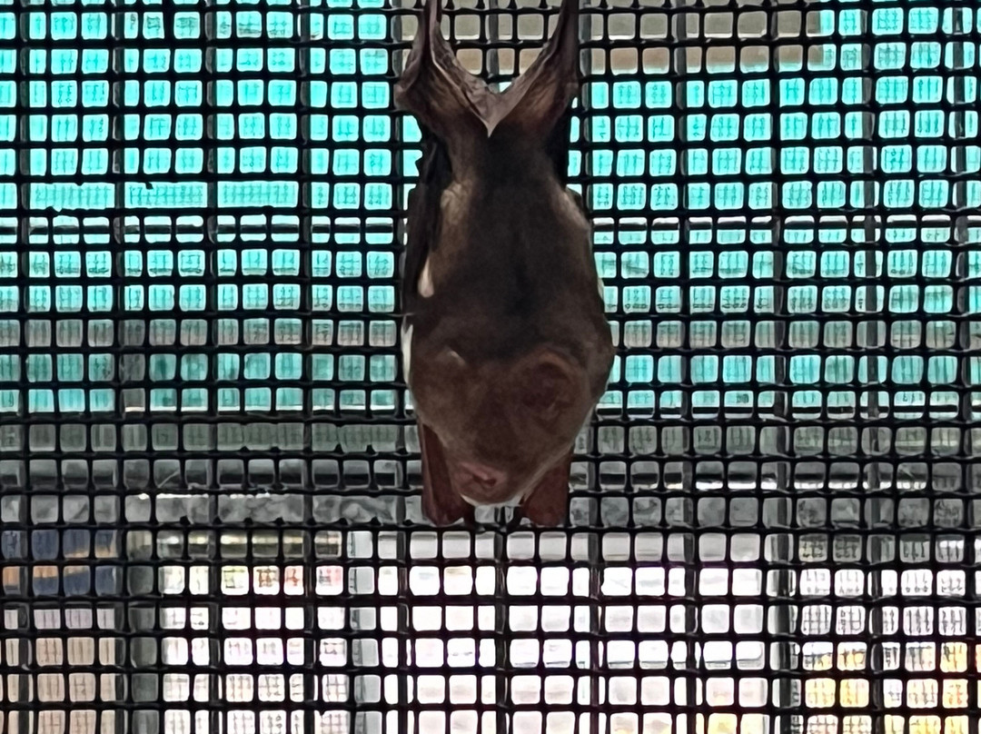 The Bat Hospital Visitor Centre- 阿瑟顿必去景点