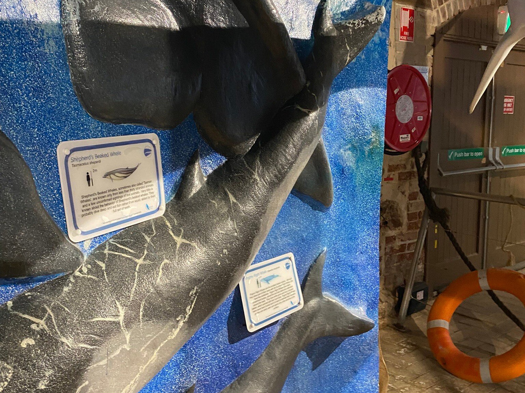 South Australia Whale Centre-维克多港必去景点