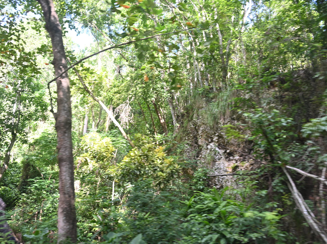 Fern Gully-奥乔里奥斯必去景点