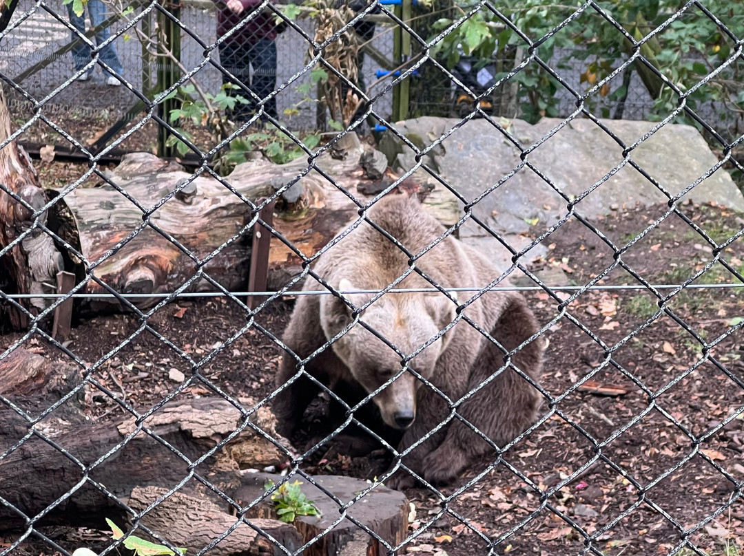 Welsh Mountain Zoo-科尔温湾必去景点
