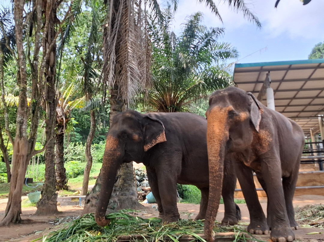 Phuket Elephant Nature Reserve-他朗必去景点