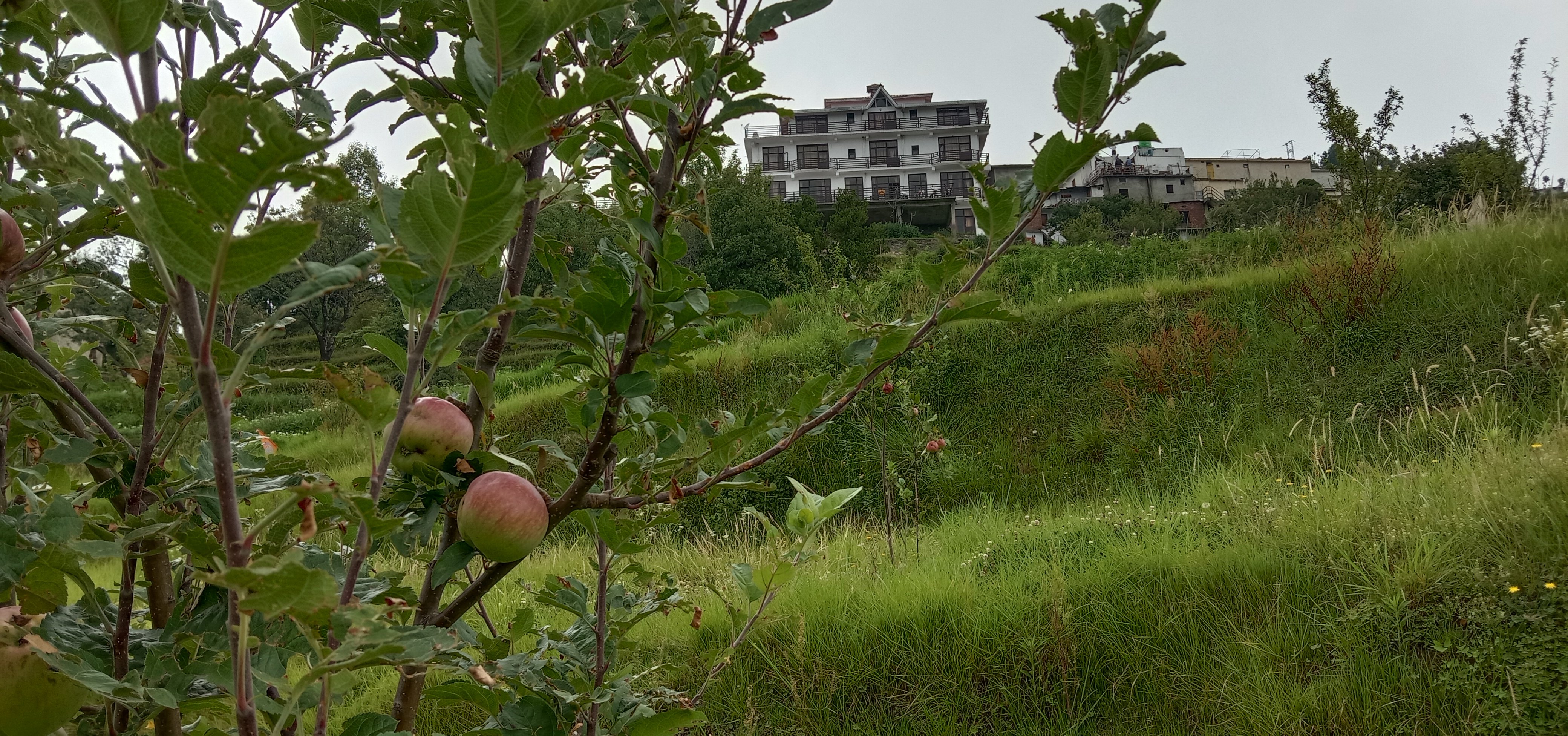 Lord Krishna Himalayan Hotel and Restaurant-官方