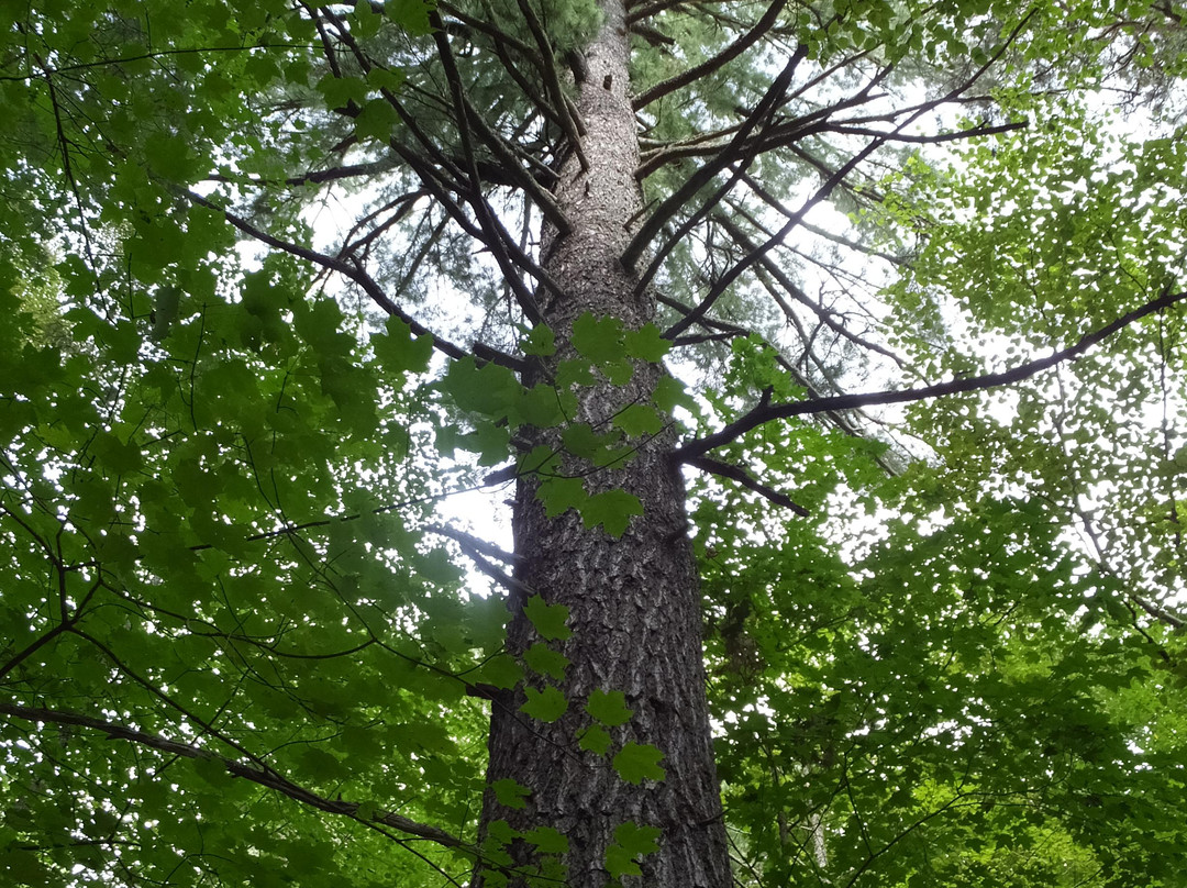 Cass Lake旅游景点-Chippewa National Forest