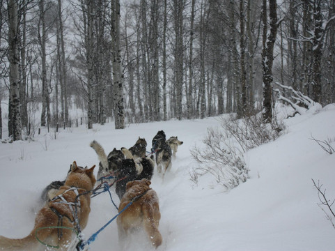 Mountain Musher
