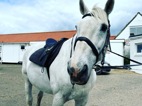 Tower Farm Riding Stables-爱丁堡必去景点