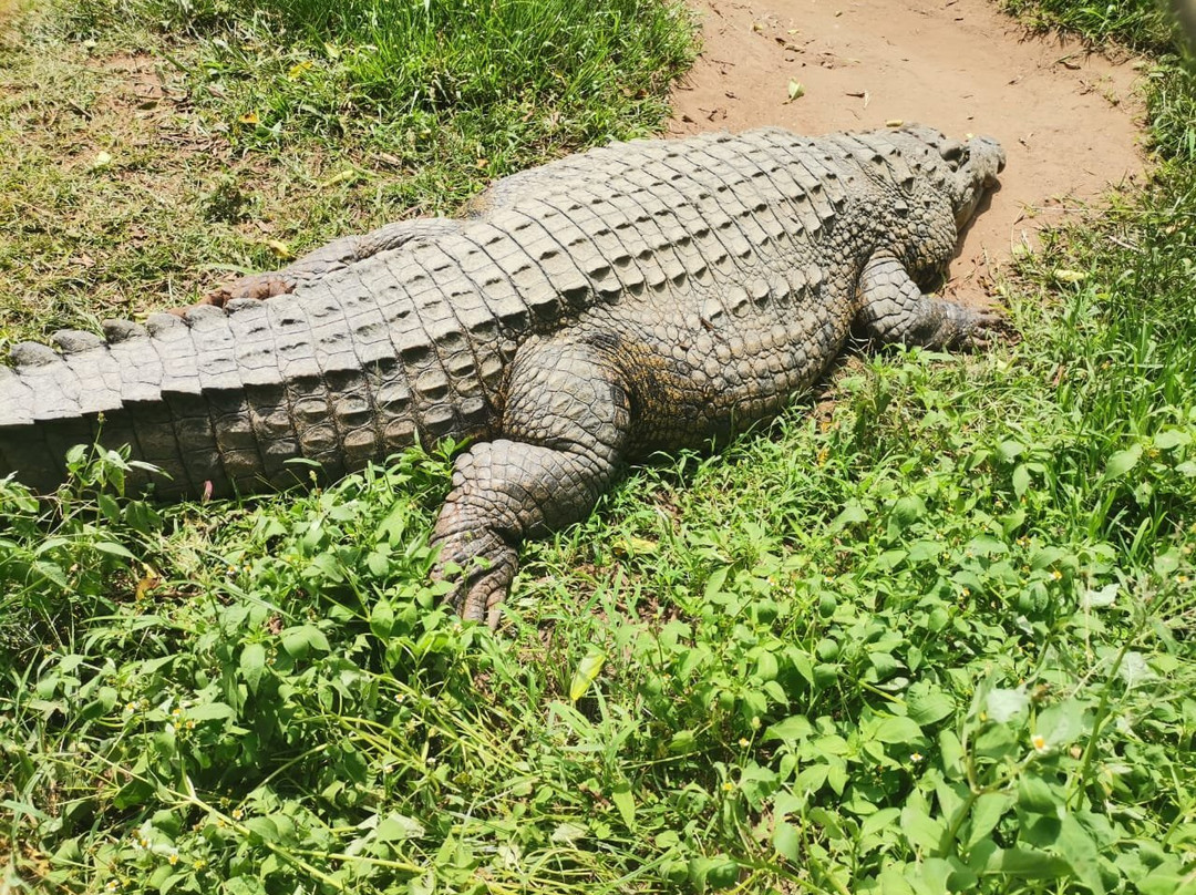 Crocworld Conservation Centre景点图片