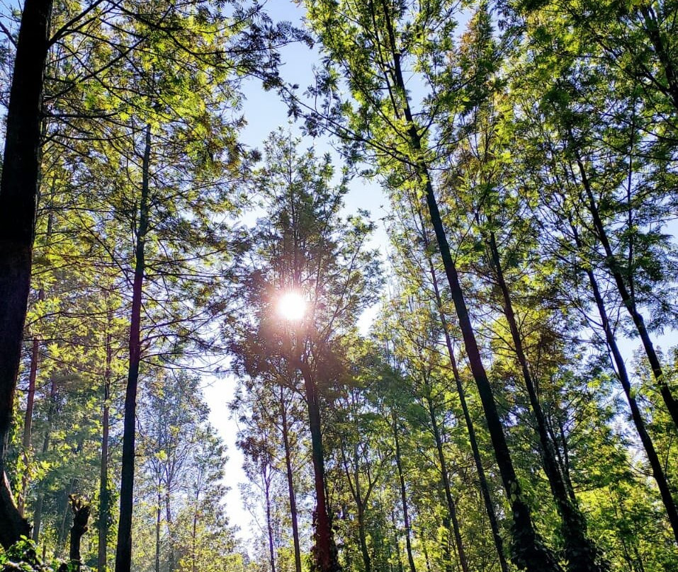 Nature Nirvana主图
