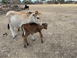 Will's Rare Breeds Farm-Stokes Bay必去景点