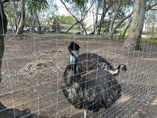 Fauna Park-Warracknabeal必去景点