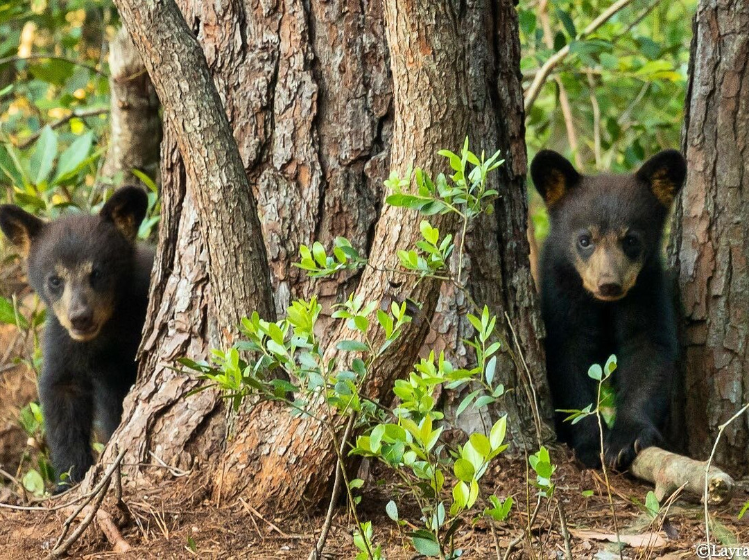 Wildlife Carolina-Swanquarter必去景点