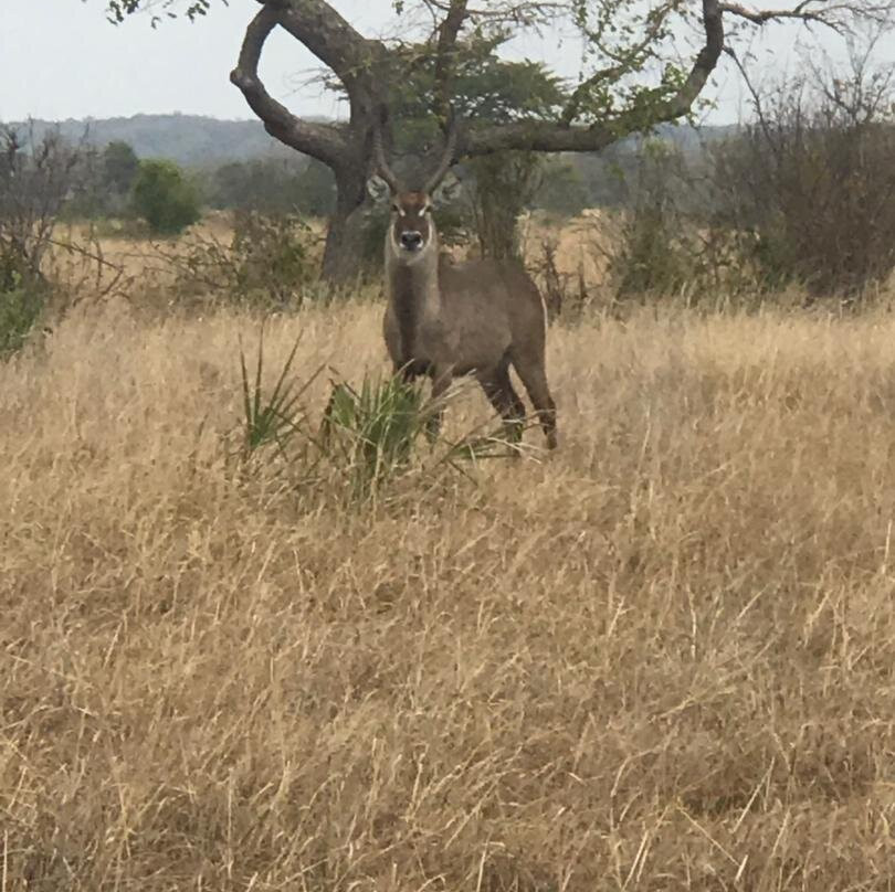 Arisi Safaris Limited-Dar es Salaam必去景点