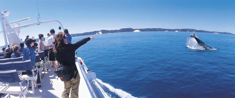 Tangalooma Wild Dolphin Feeding Program-天阁露玛必去景点