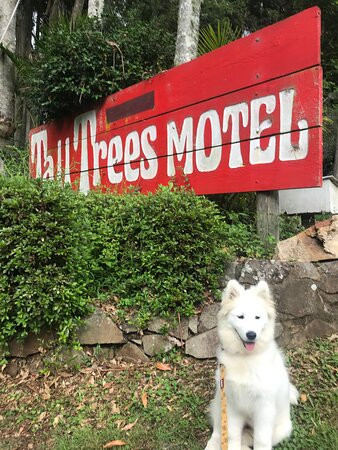Tall Trees Motel Curtis Falls主图