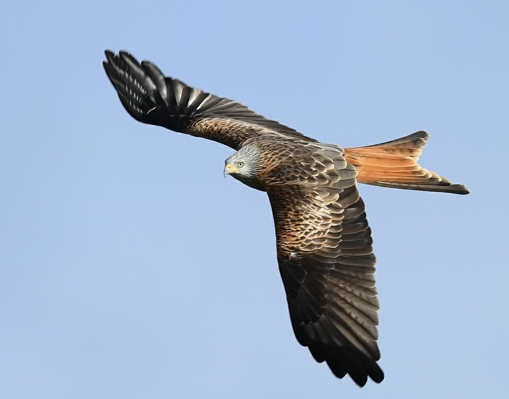 RSPB Titchwell Marsh景点图片