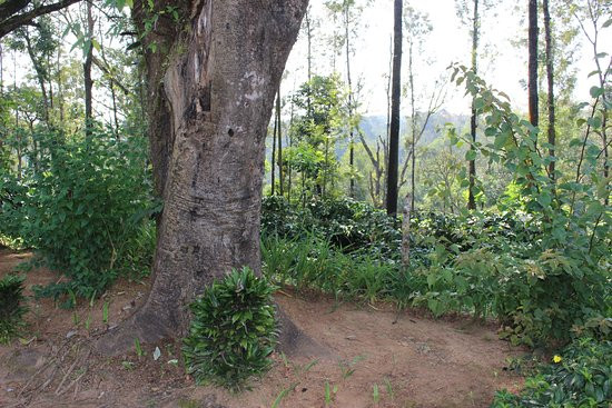 BB Estate Homestay - A Wandertrails Showcase主图