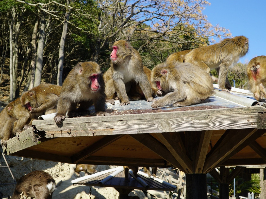 Awajishima Monkey Center景点图片