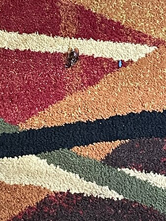 Best Western Gastonia主图