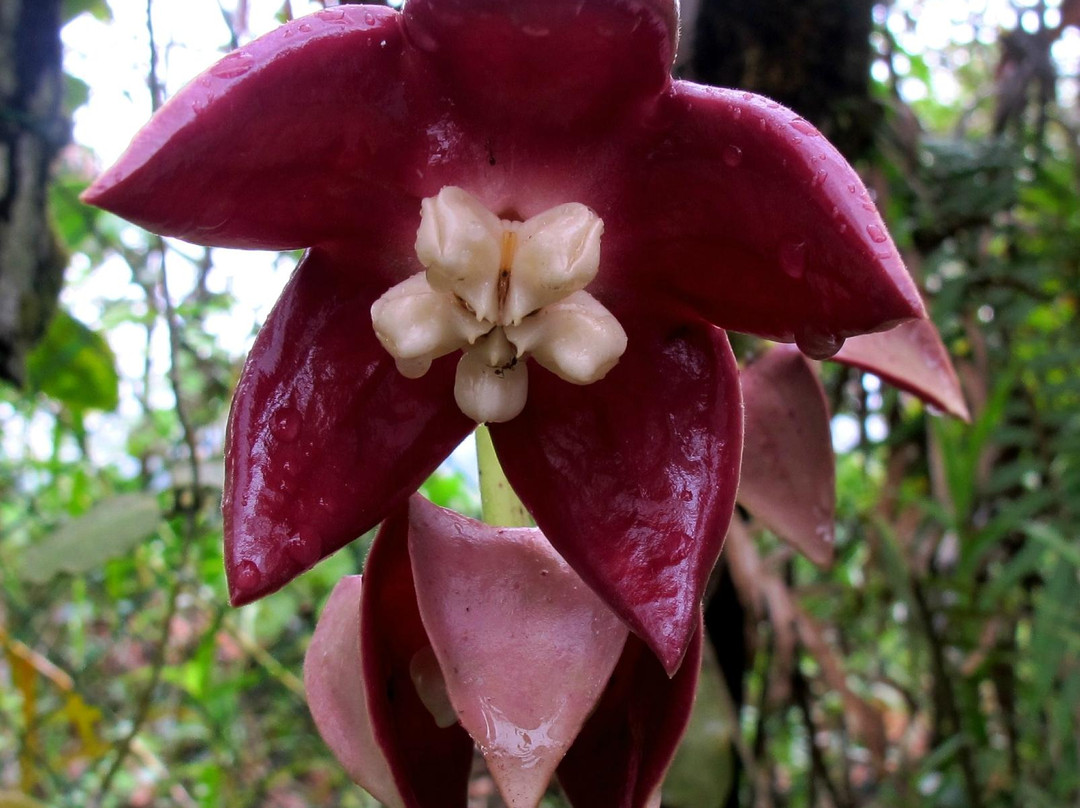 坦巴南旅游景点-Kipandi Butterfly Farm