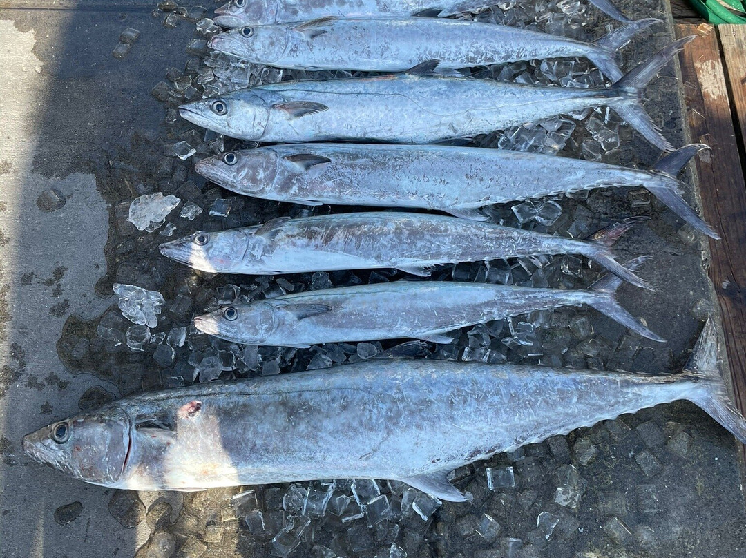 Gulfstream Fishing Charters-克利尔沃特必去景点