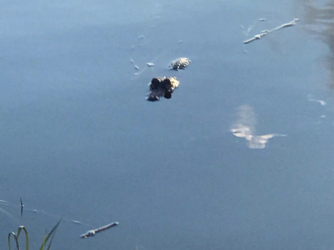 Lighthouse Park-Mount Dora必去景点