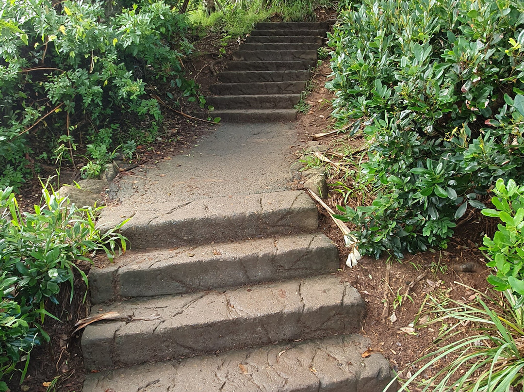 Rainforest Track