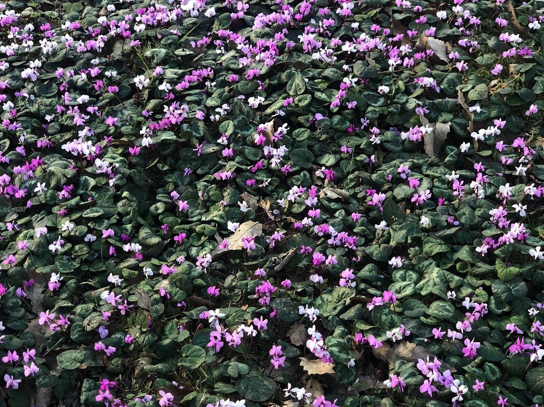 Evenley Wood Garden-Evenley必去景点