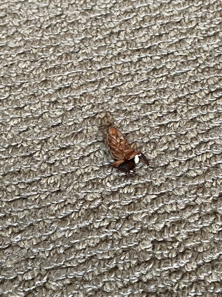 Distinction Whangarei Hotel & Conference Centre-官方