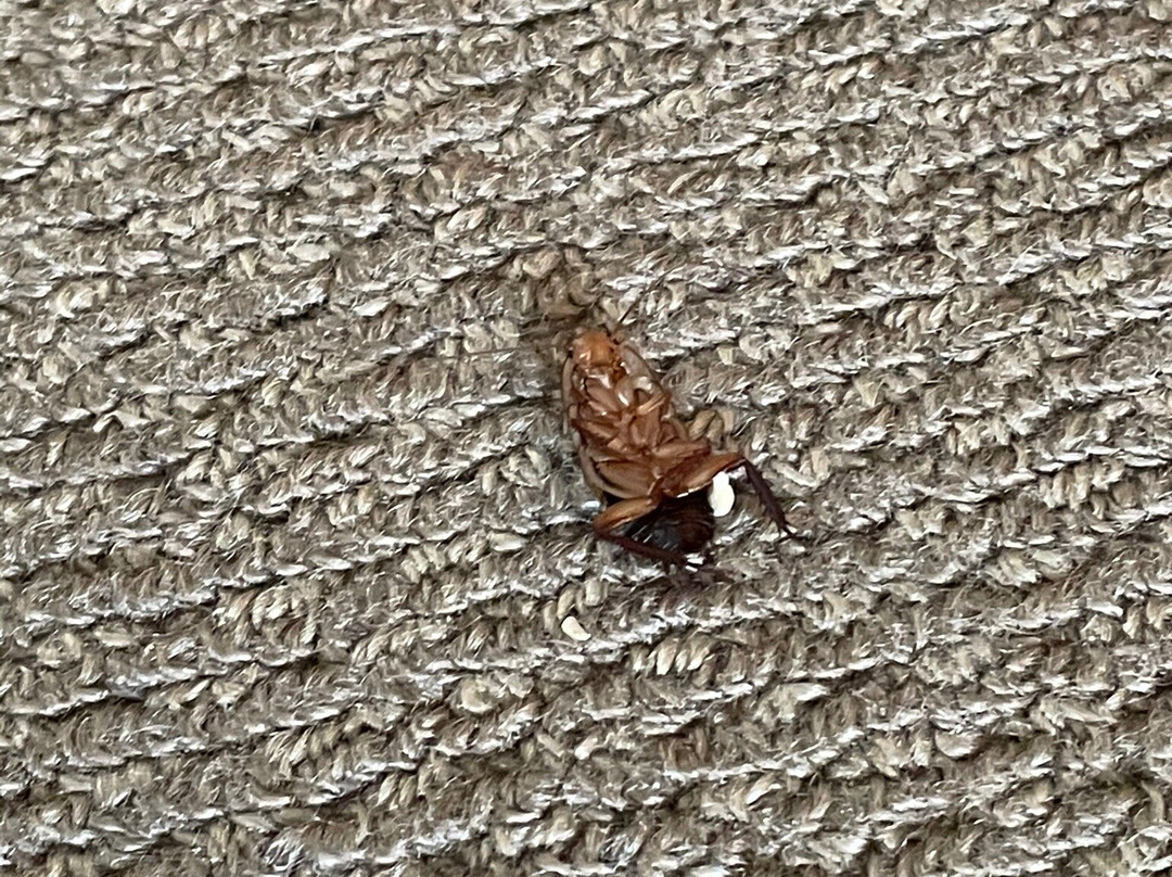 Distinction Whangarei Hotel & Conference Centre主图