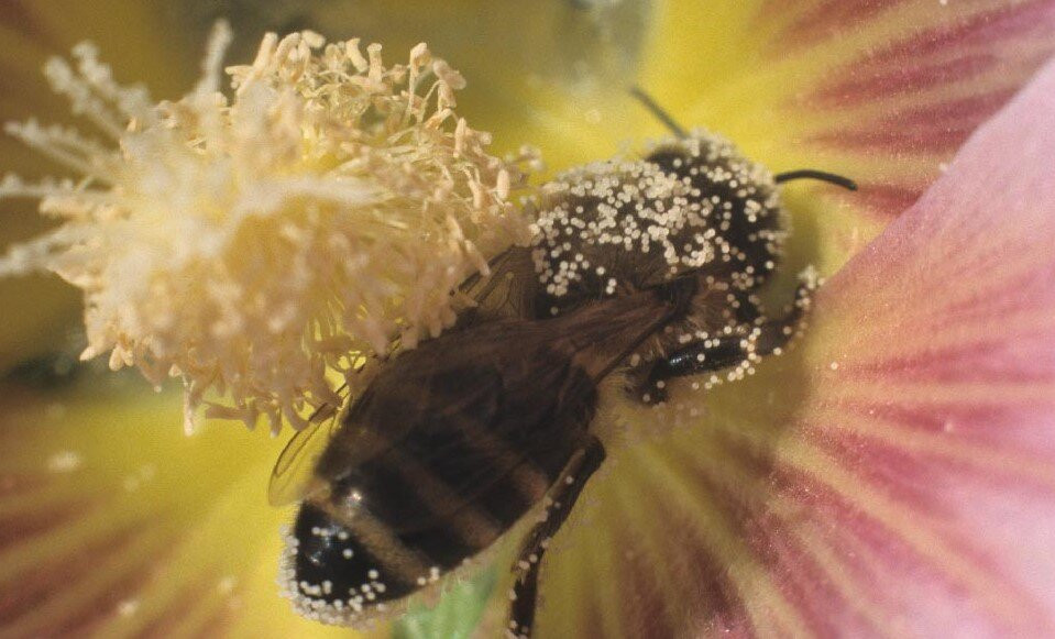 Espace Abeilles