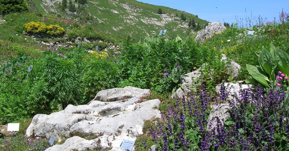 Schynige Platte Botanical Alpine Garden景点图片